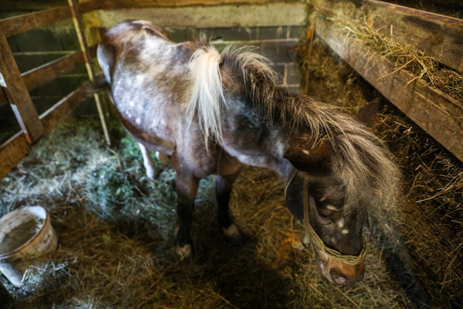Mini zoološki vrt kod Zenice: Mjesto brige, ljubavi i pomoći životinjama i ljudima - slika 16