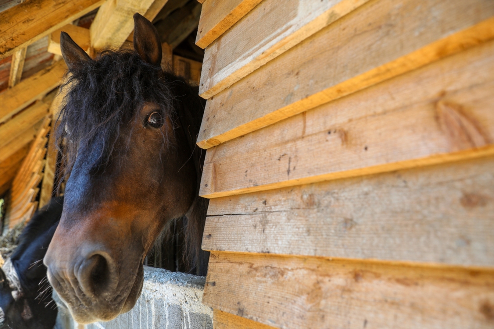 Mini zoološki vrt kod Zenice: Mjesto brige, ljubavi i pomoći životinjama i ljudima - slika 17