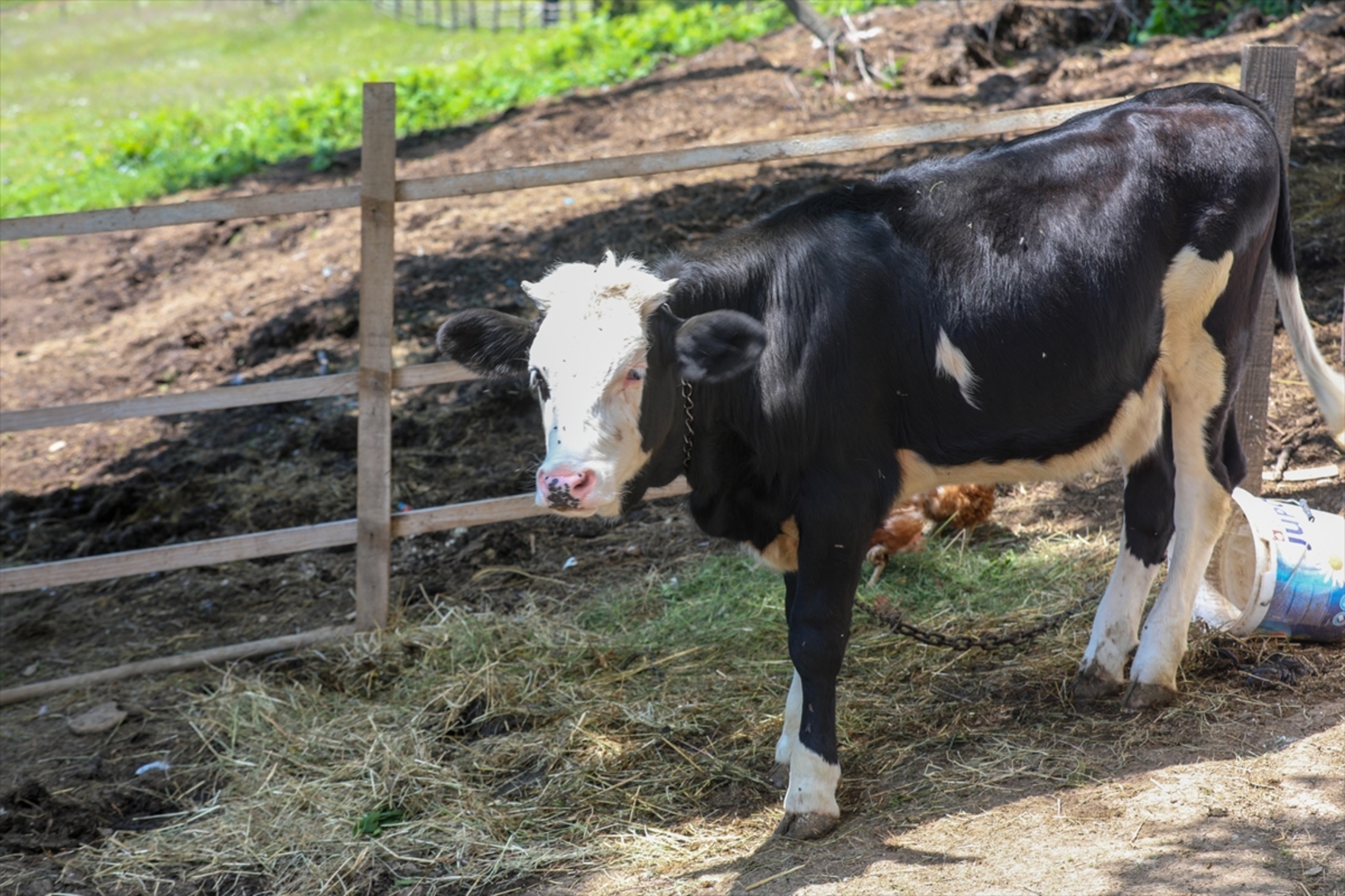 Mini zoološki vrt kod Zenice: Mjesto brige, ljubavi i pomoći životinjama i ljudima - slika 18