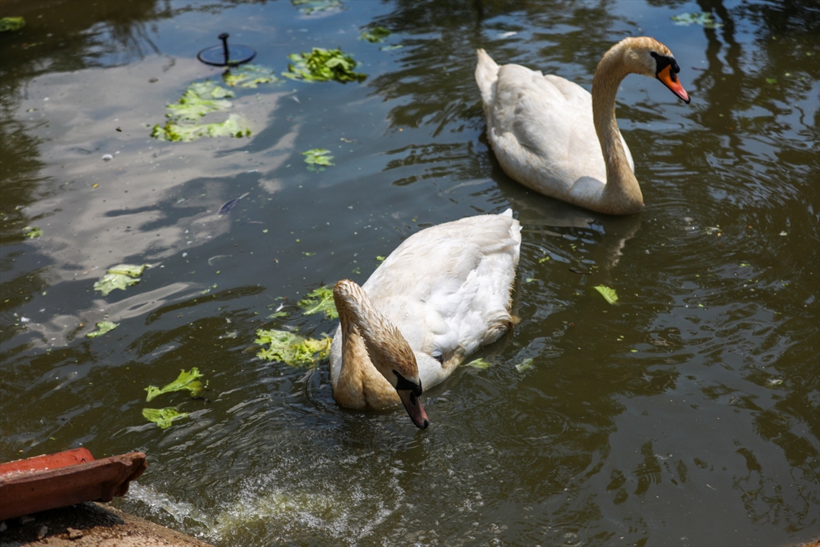 Mini zoološki vrt kod Zenice: Mjesto brige, ljubavi i pomoći životinjama i ljudima - slika 19