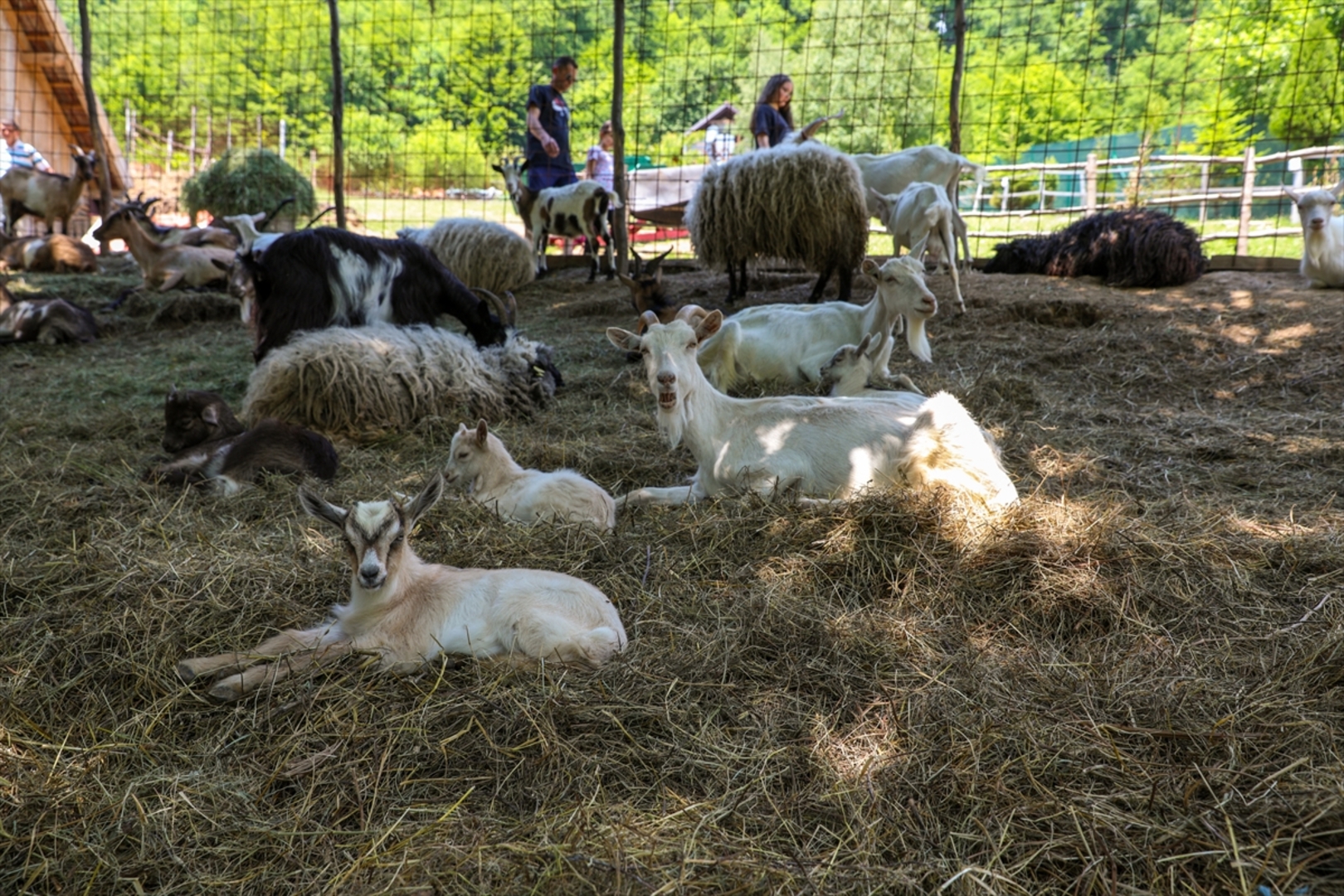Mini zoološki vrt kod Zenice: Mjesto brige, ljubavi i pomoći životinjama i ljudima - slika 20