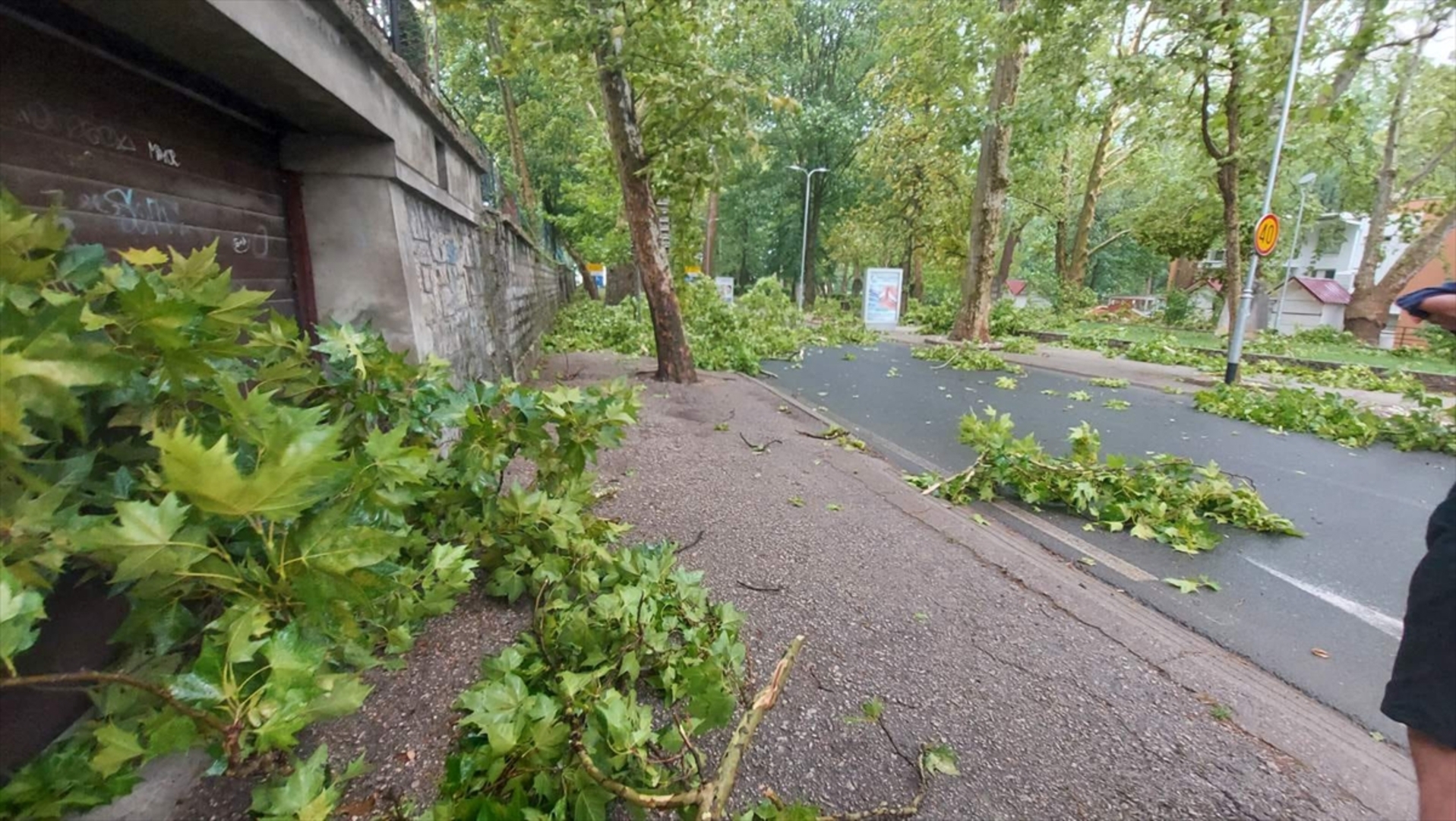 Nevrijeme pogodilo Bihać. Vjetar obarao stabla - slika 2