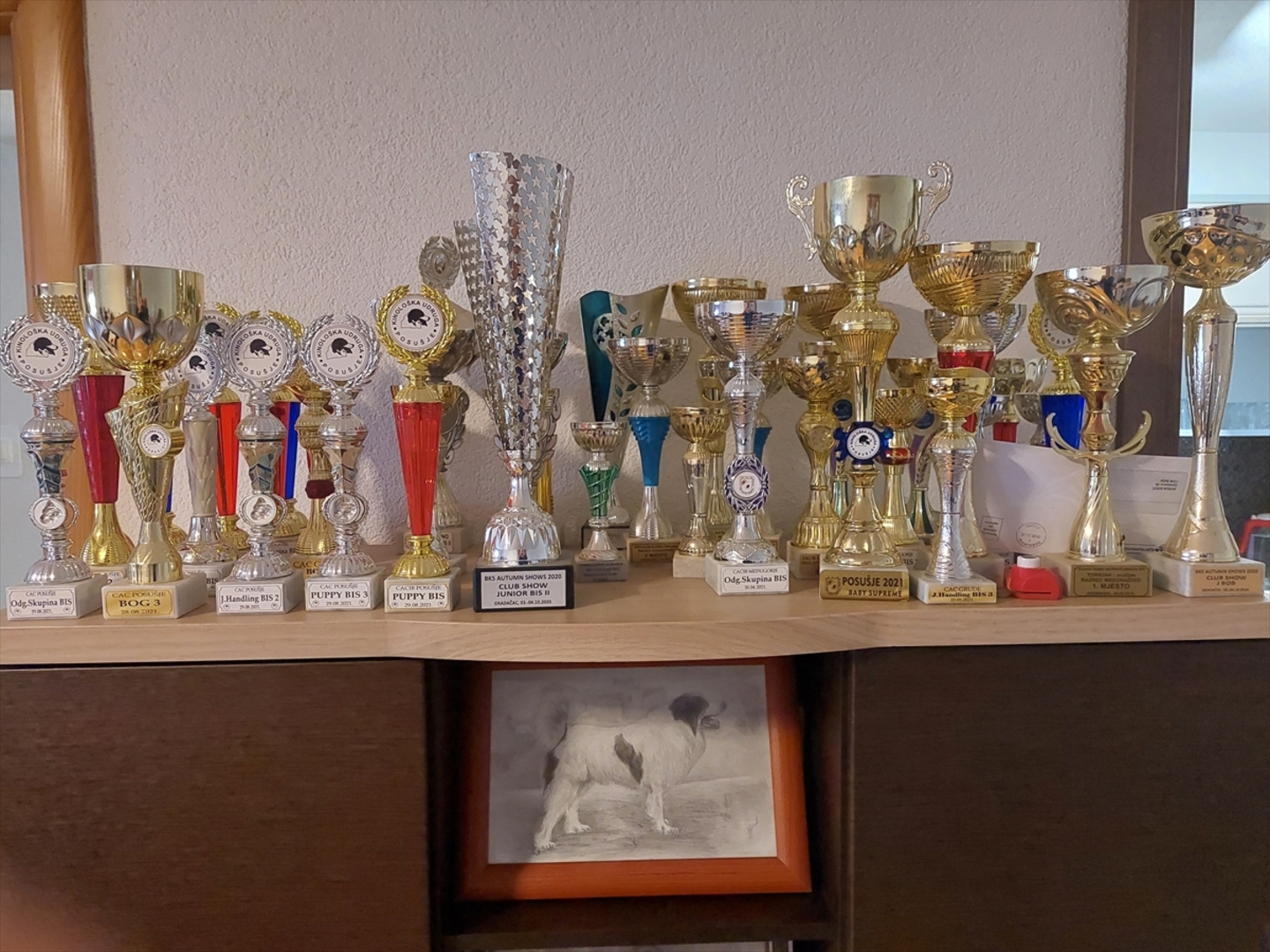 BiH: Najljepši tornjak na svijetu stigao kući u Bužim - slika 19