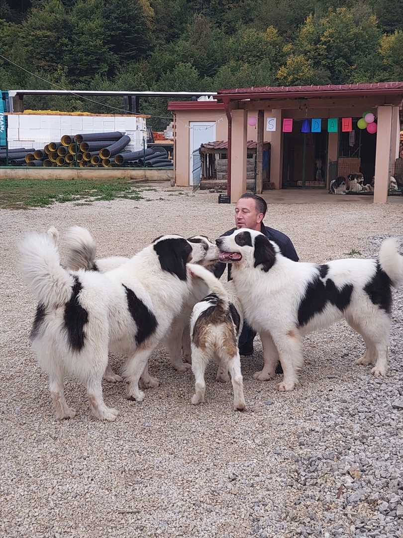 BiH: Najljepši tornjak na svijetu stigao kući u Bužim - slika 14