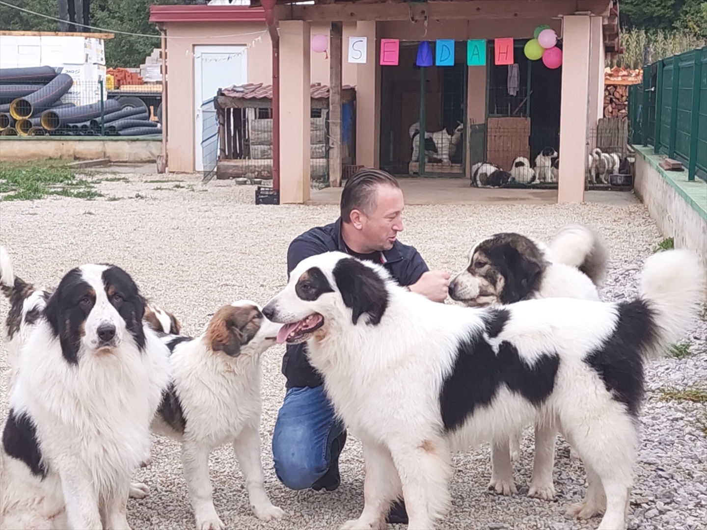 BiH: Najljepši tornjak na svijetu stigao kući u Bužim - slika 2