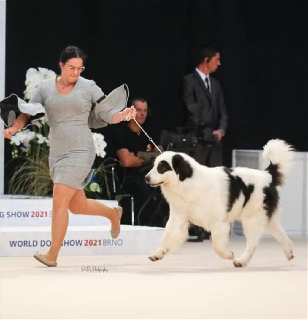 BiH: Najljepši tornjak na svijetu stigao kući u Bužim - slika 8