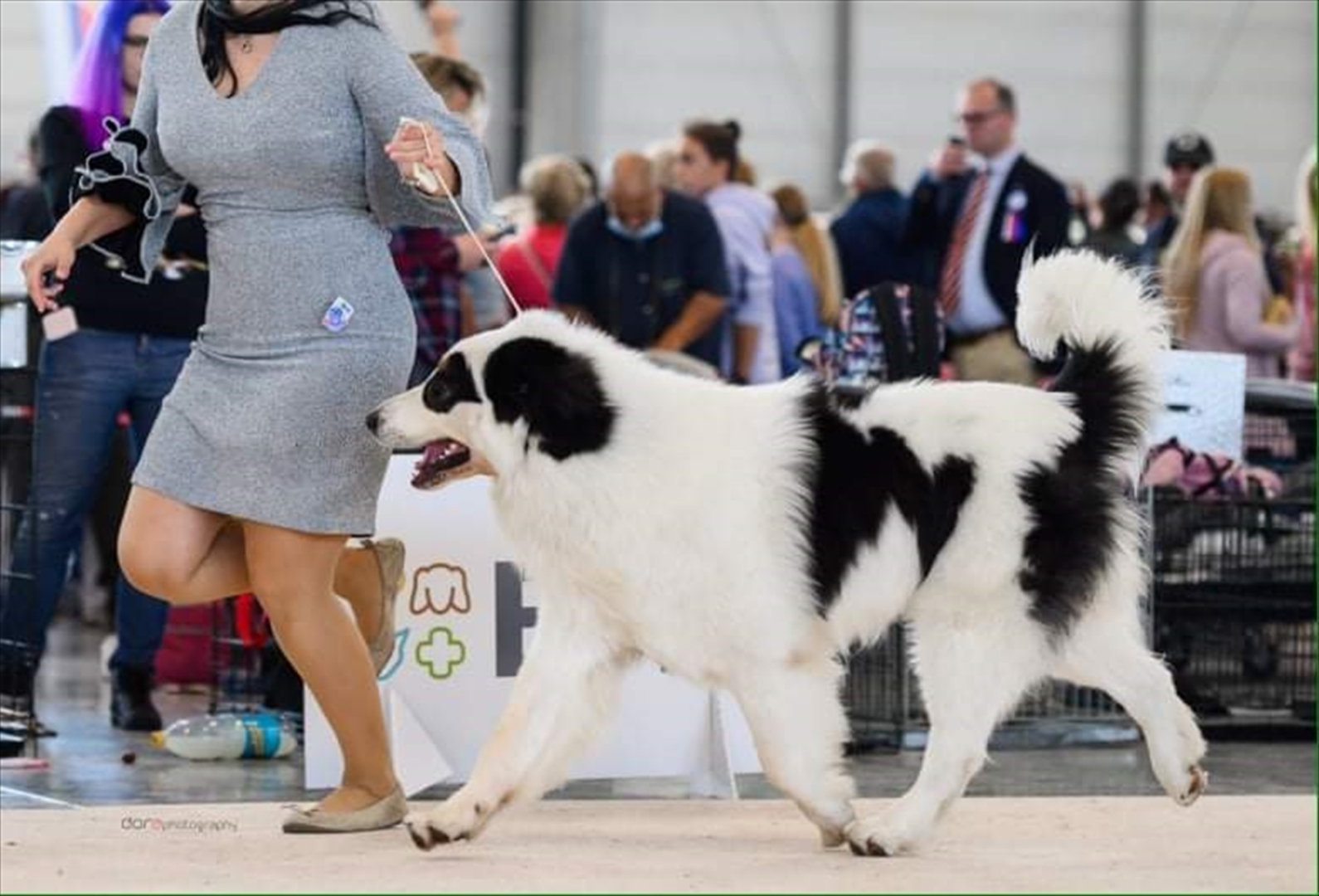 BiH: Najljepši tornjak na svijetu stigao kući u Bužim - slika 10