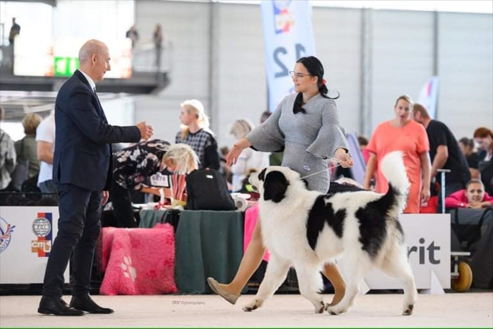 BiH: Najljepši tornjak na svijetu stigao kući u Bužim - slika 11