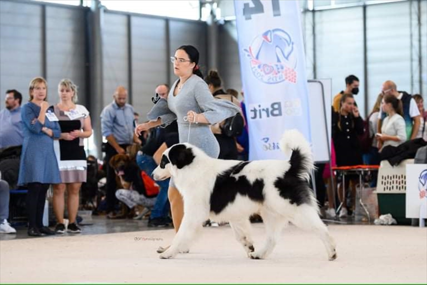 BiH: Najljepši tornjak na svijetu stigao kući u Bužim - slika 13