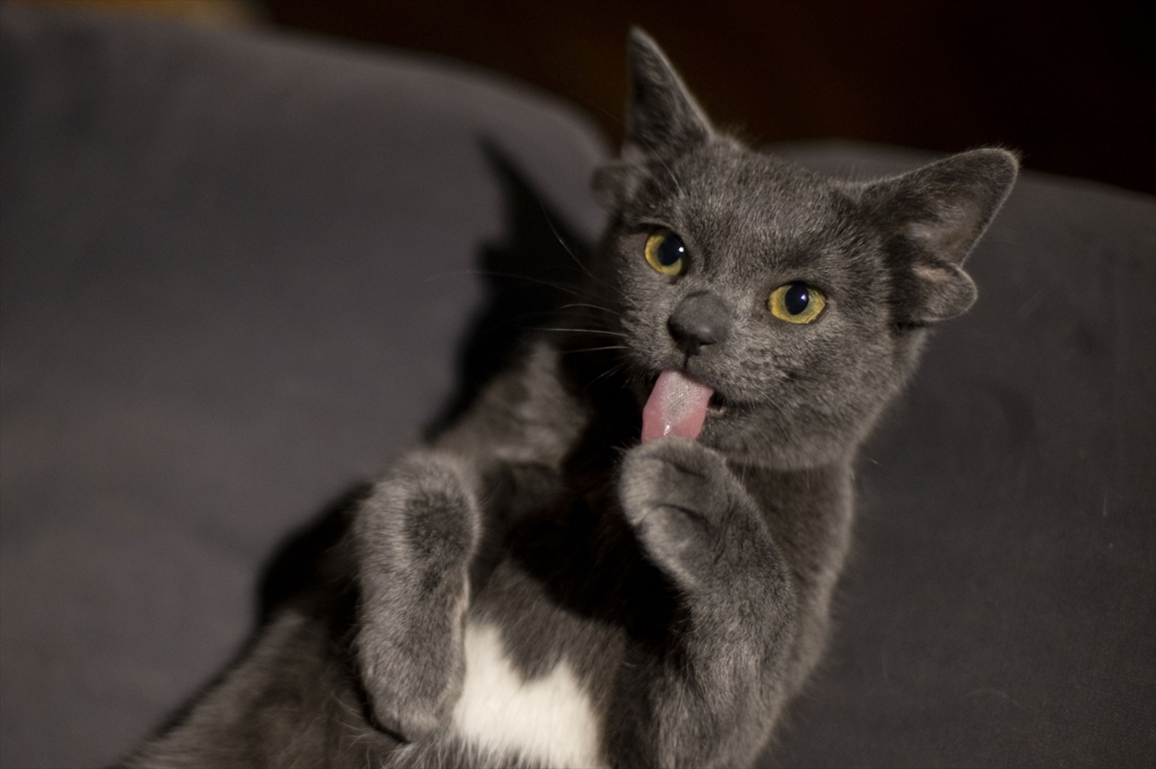 Turska: Mačka s četiri uha veoma popularna na društvenim mrežama - slika 12