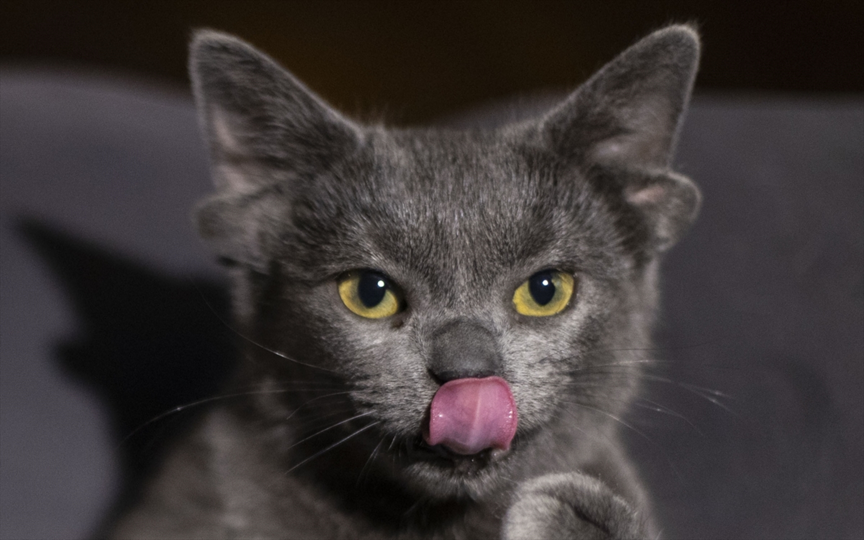 Turska: Mačka s četiri uha veoma popularna na društvenim mrežama - slika 13