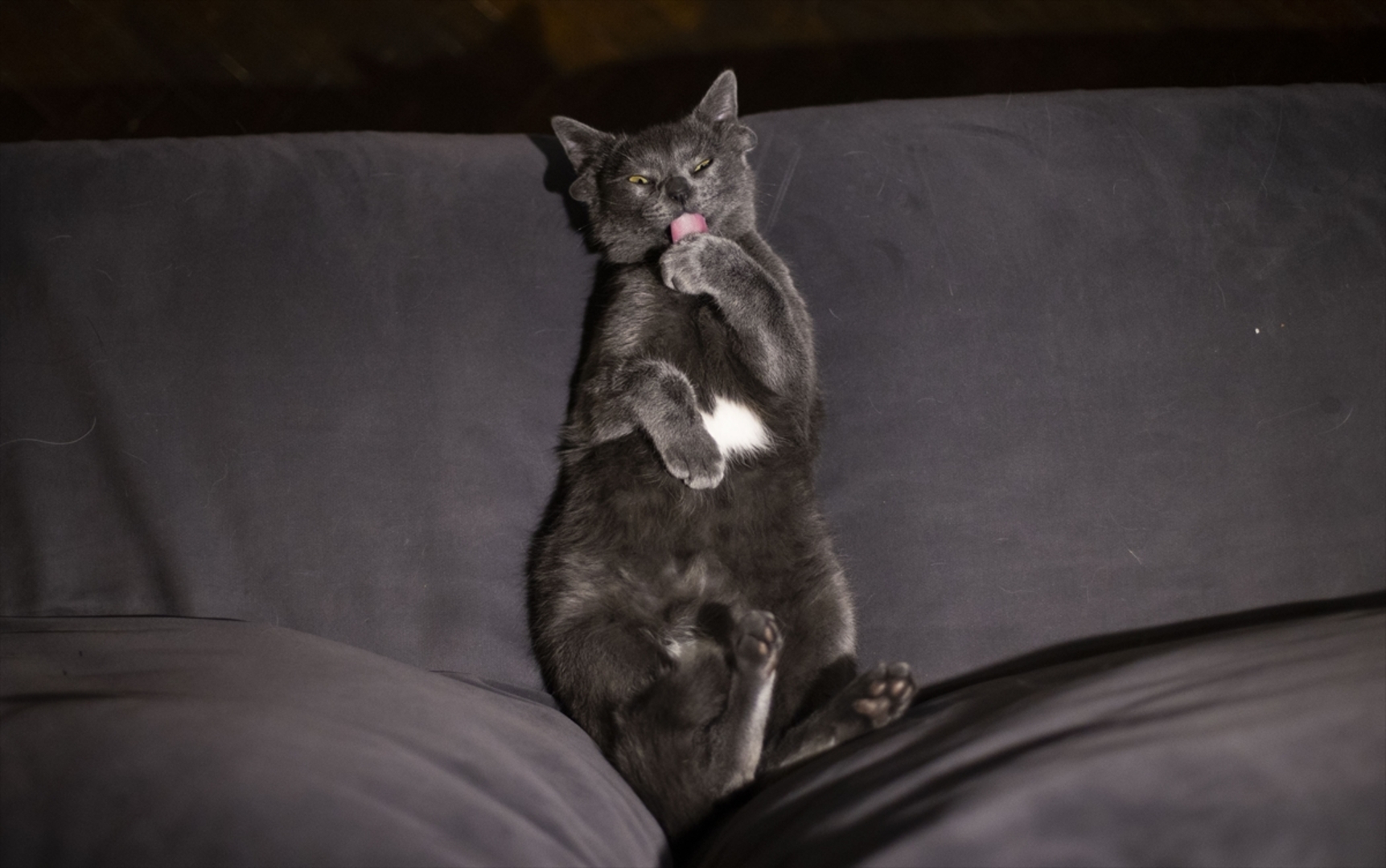 Turska: Mačka s četiri uha veoma popularna na društvenim mrežama - slika 14