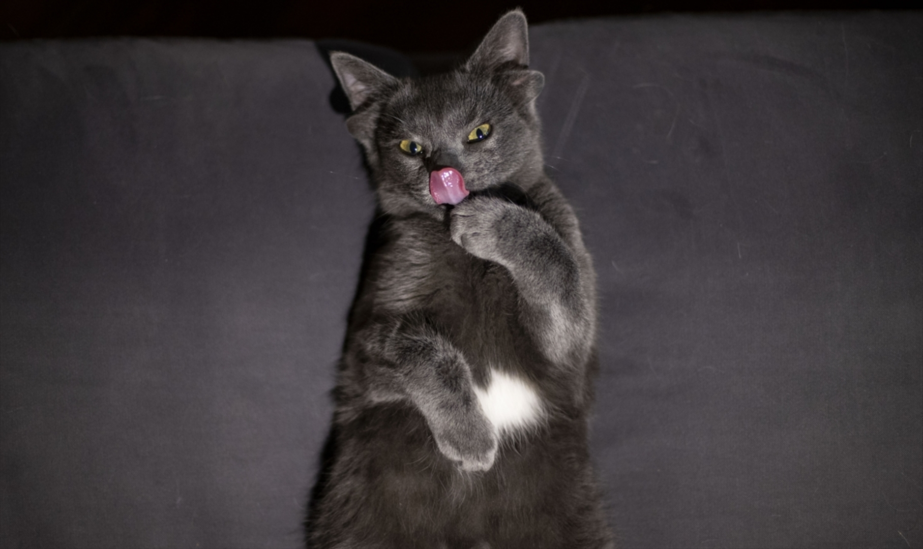 Turska: Mačka s četiri uha veoma popularna na društvenim mrežama - slika 15