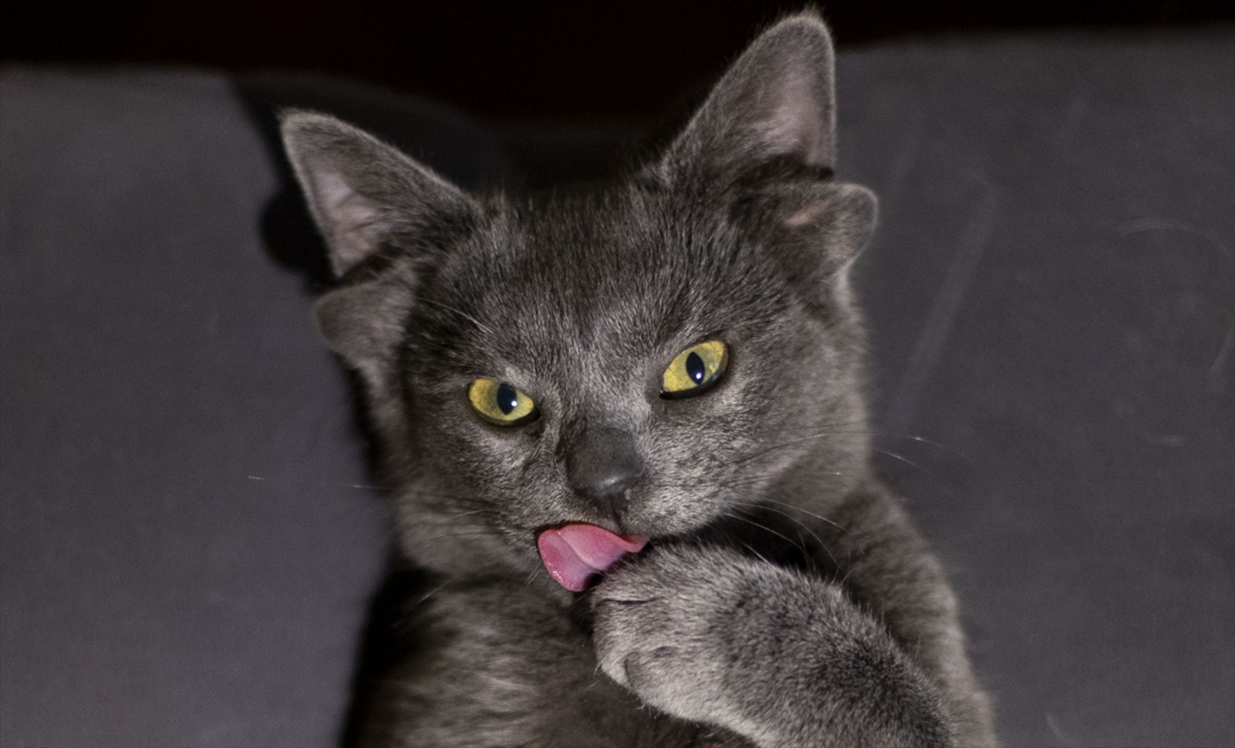 Turska: Mačka s četiri uha veoma popularna na društvenim mrežama - slika 16