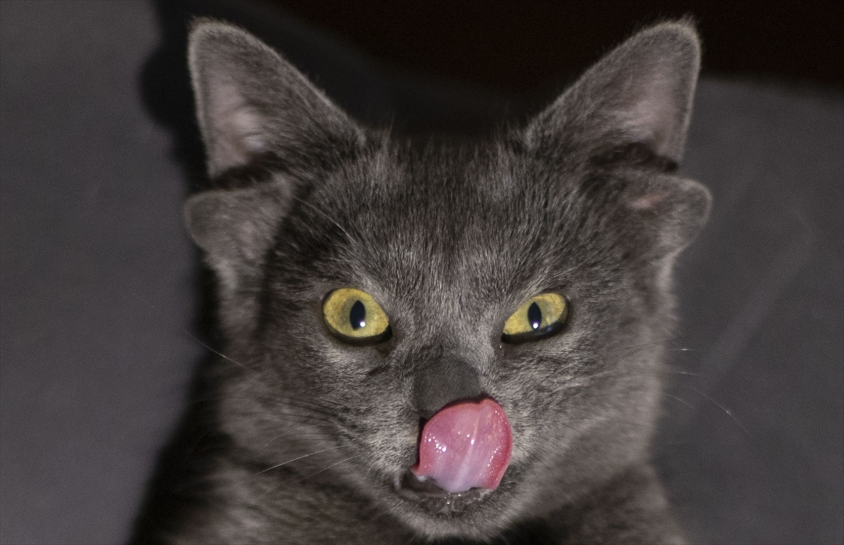 Turska: Mačka s četiri uha veoma popularna na društvenim mrežama - slika 17