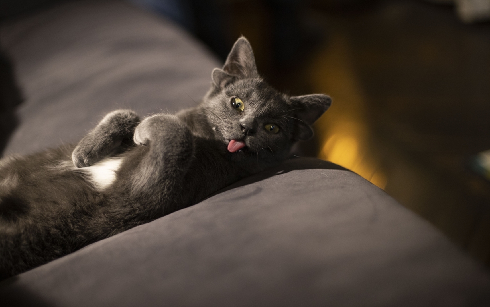 Turska: Mačka s četiri uha veoma popularna na društvenim mrežama - slika 18