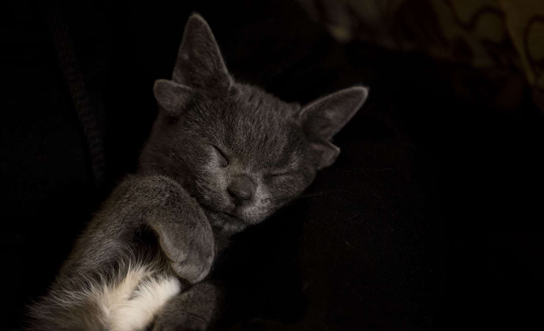 Turska: Mačka s četiri uha veoma popularna na društvenim mrežama - slika 19