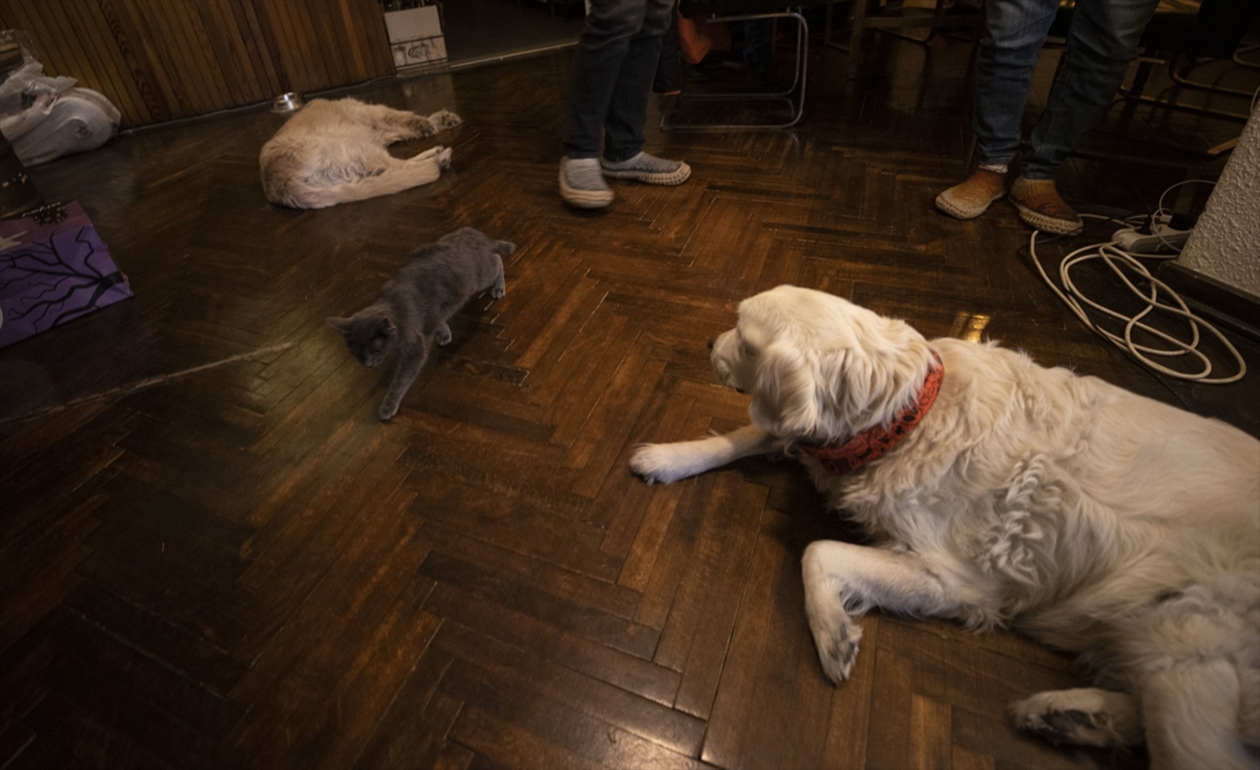 Turska: Mačka s četiri uha veoma popularna na društvenim mrežama - slika 23