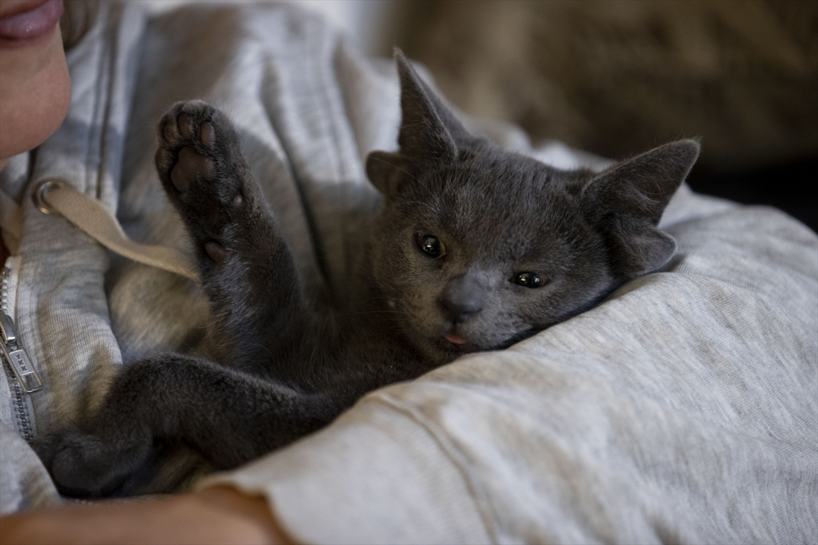 Turska: Mačka s četiri uha veoma popularna na društvenim mrežama - slika 24