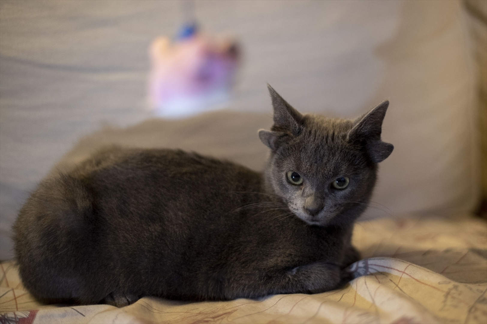 Turska: Mačka s četiri uha veoma popularna na društvenim mrežama - slika 25