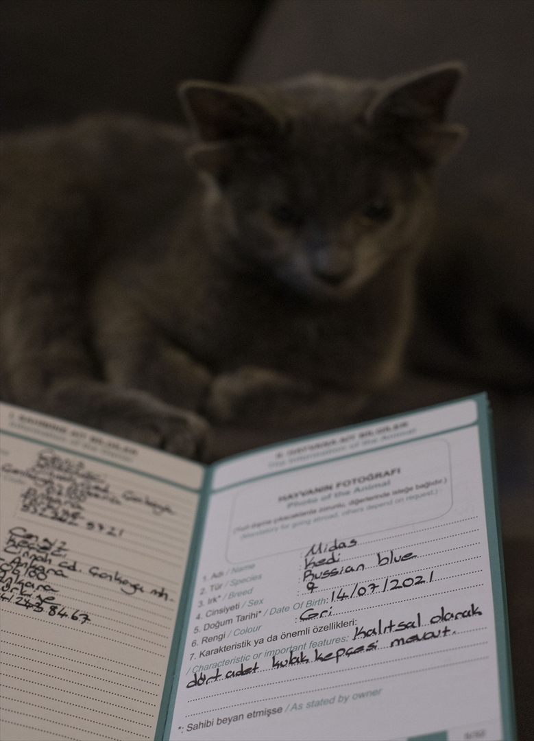 Turska: Mačka s četiri uha veoma popularna na društvenim mrežama - slika 26