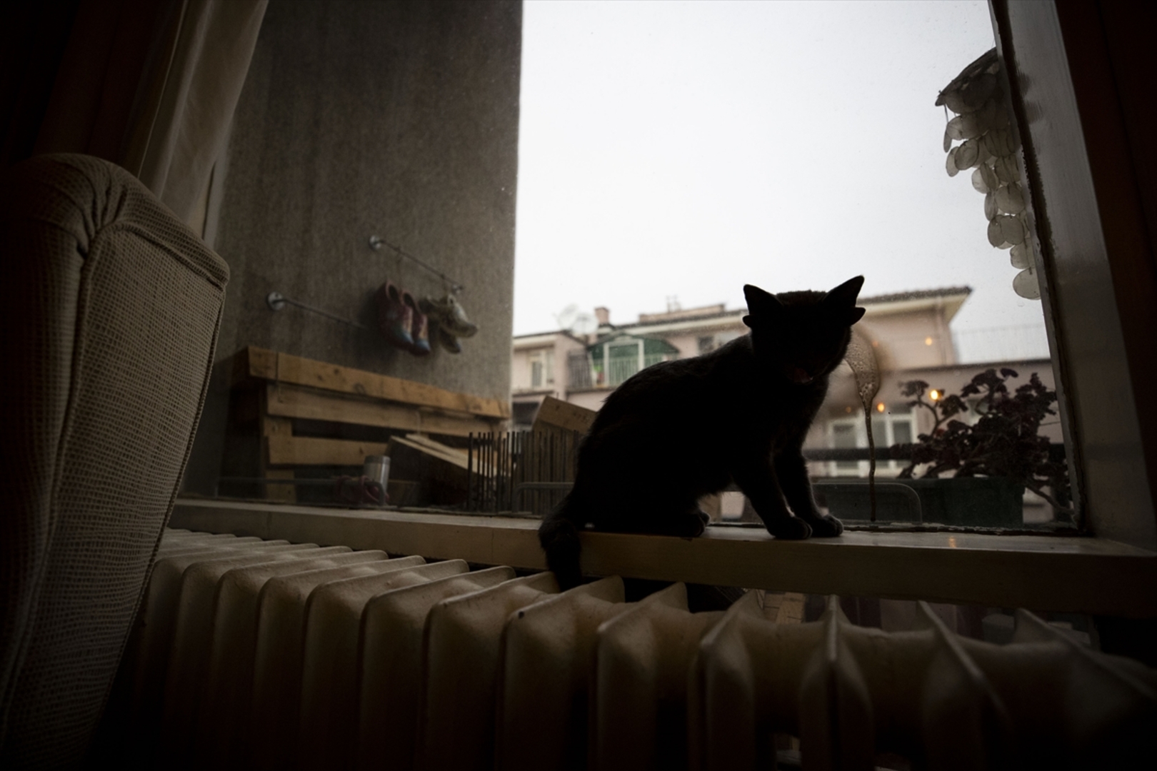 Turska: Mačka s četiri uha veoma popularna na društvenim mrežama - slika 2