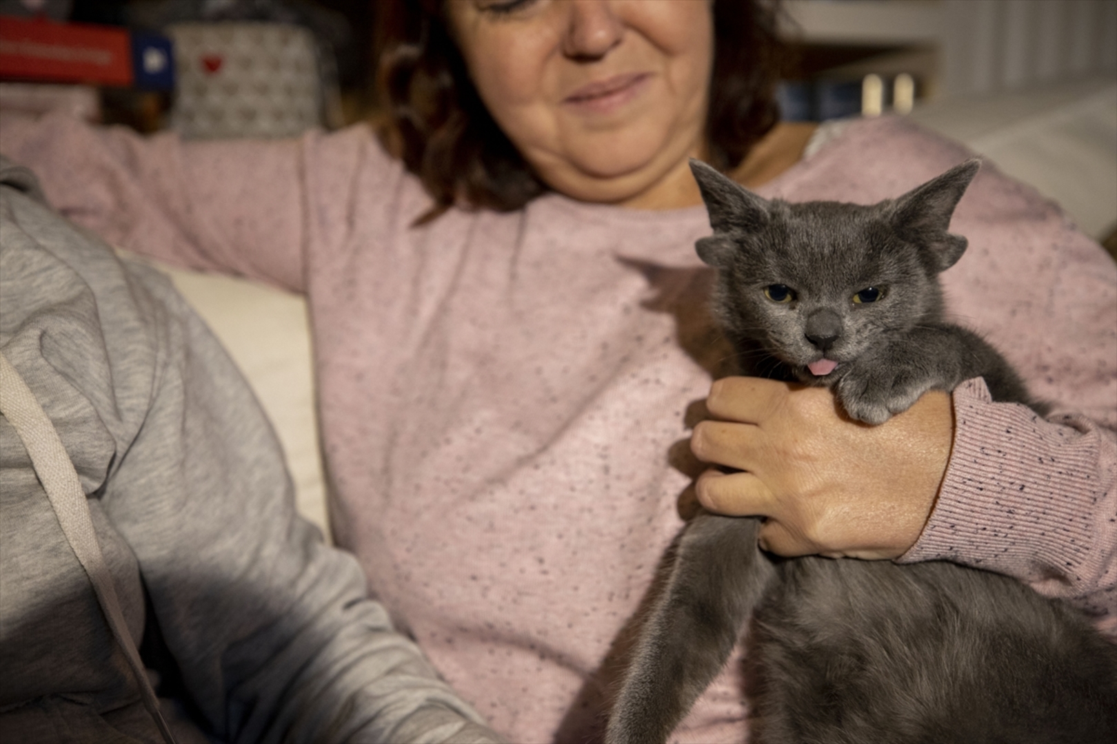 Turska: Mačka s četiri uha veoma popularna na društvenim mrežama - slika 5