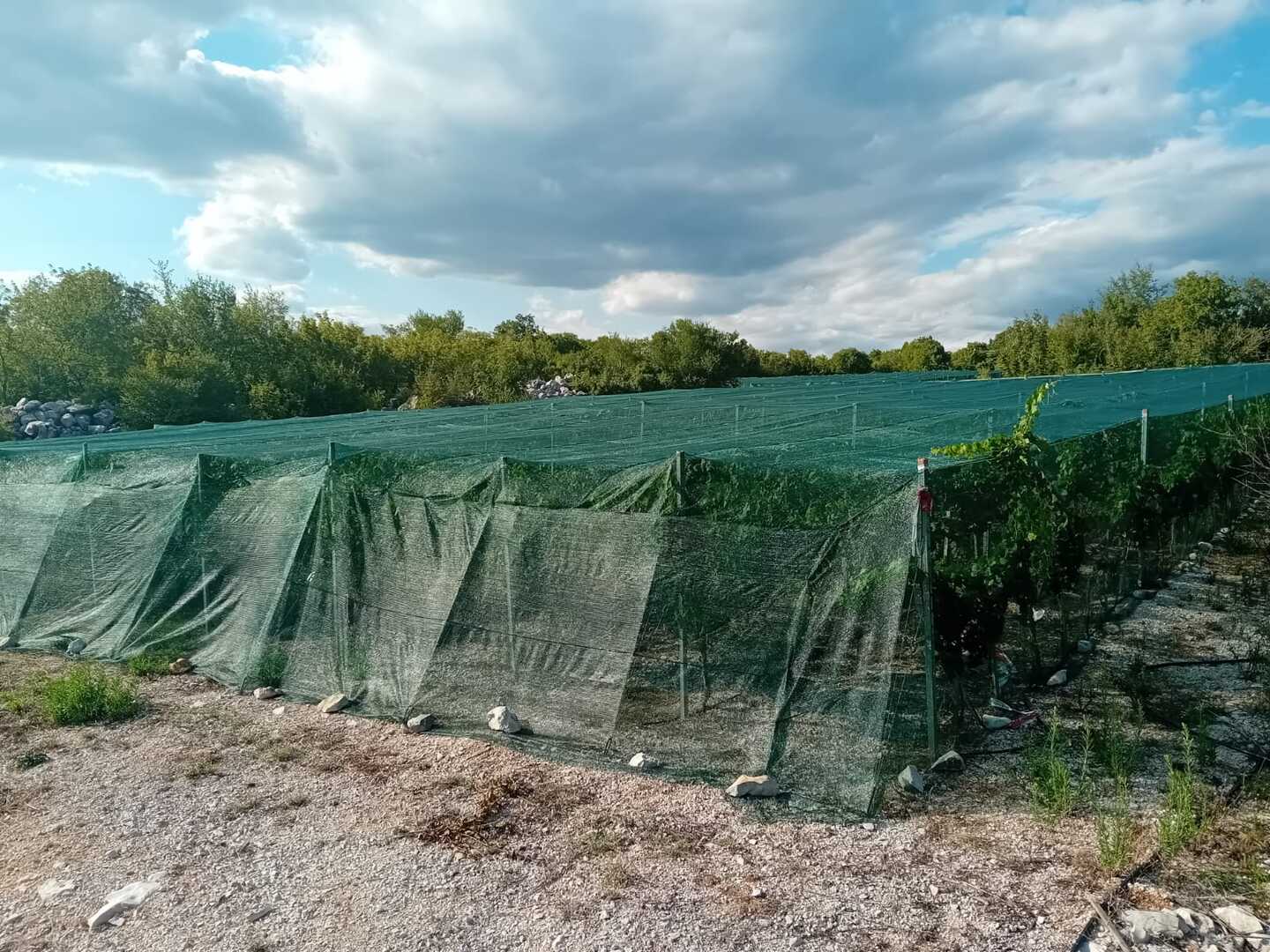 U vinogradu između tradicije i inkluzije: Priča Radoslava Bošnjaka iz Gruda - slika 4