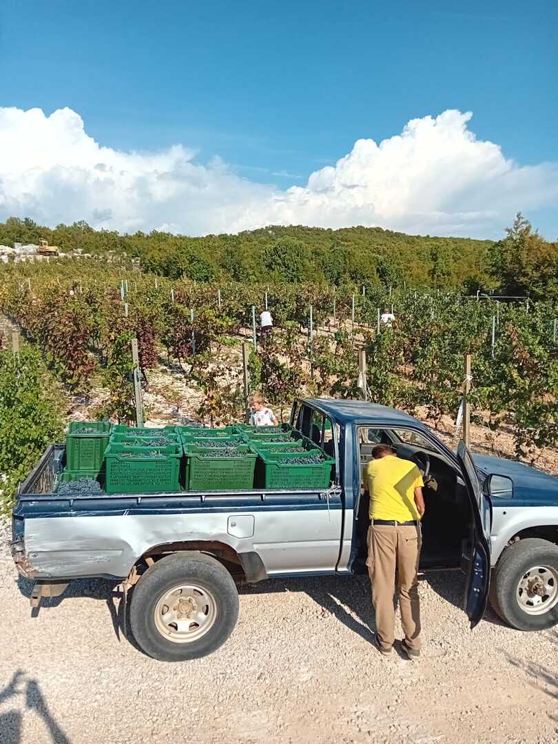 U vinogradu između tradicije i inkluzije: Priča Radoslava Bošnjaka iz Gruda - slika 5