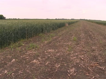 Sve skuplje za proizvesti, a pomoći nema: Troškovi sjetve skočili za 50 posto