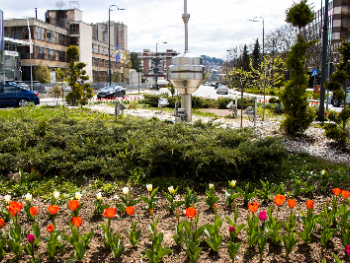 Proljeće u Novom Sarajevu: 6.000 tulipana i uređenje zelenih površina