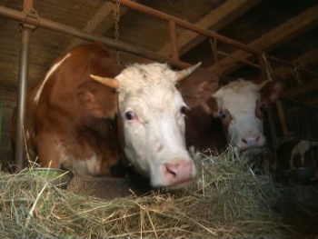 Mlijeko u BiH sve skuplje, a proizvođači u minusu: "Narod će prestati sa proizvodnjom"