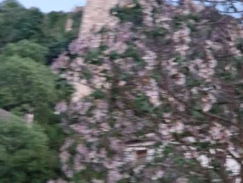 Uzbuna zbog zastave: Grad Čapljina osudio postavljenje...